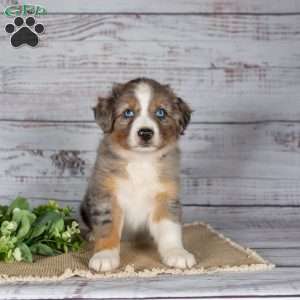 Tianna, Miniature Australian Shepherd Puppy